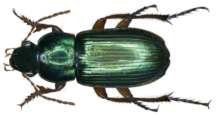 Harpalus Жук
