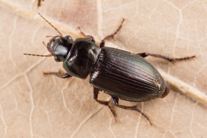 Harpalus xanthopus