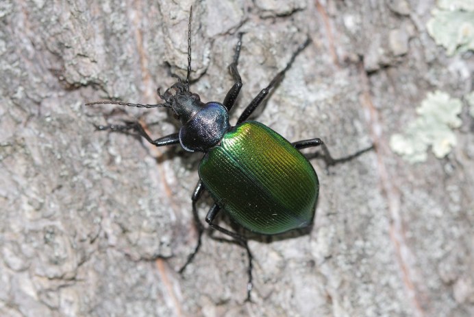 Ophonus pubescens