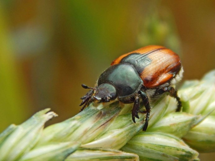 Harpalus rufipes Жук