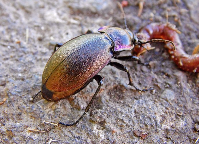 Harpalus rufipes Жук