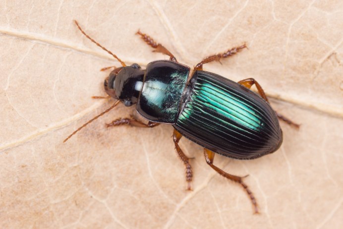 Harpalus rufipes Жук