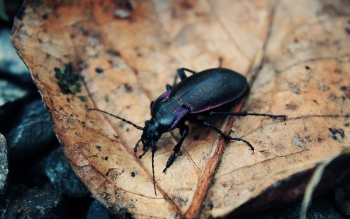Amara similata (Gyllenhal, 1810) самка