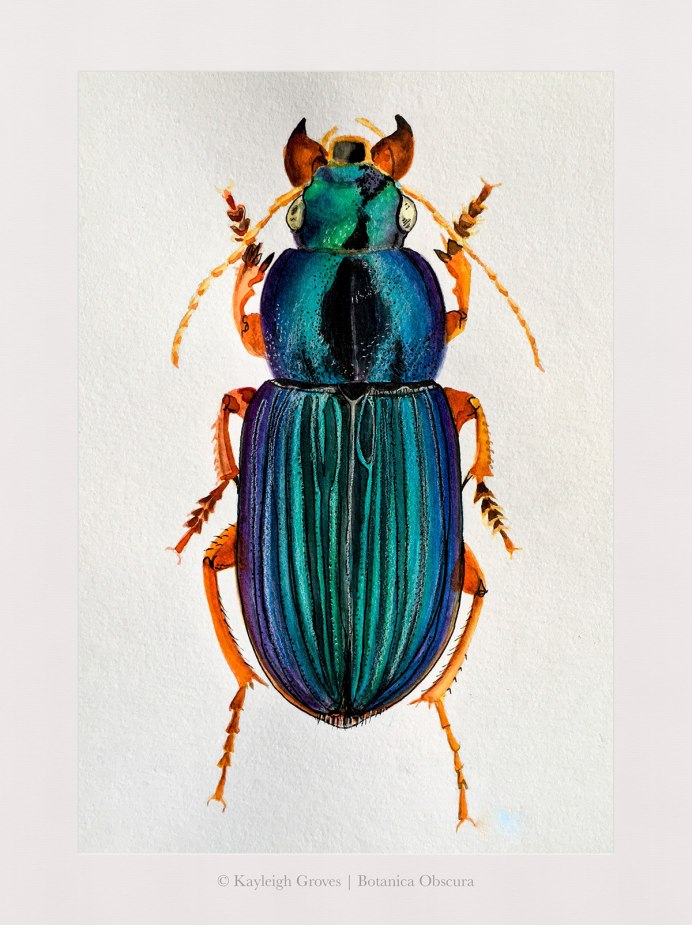 Жужелица Harpalus Latus