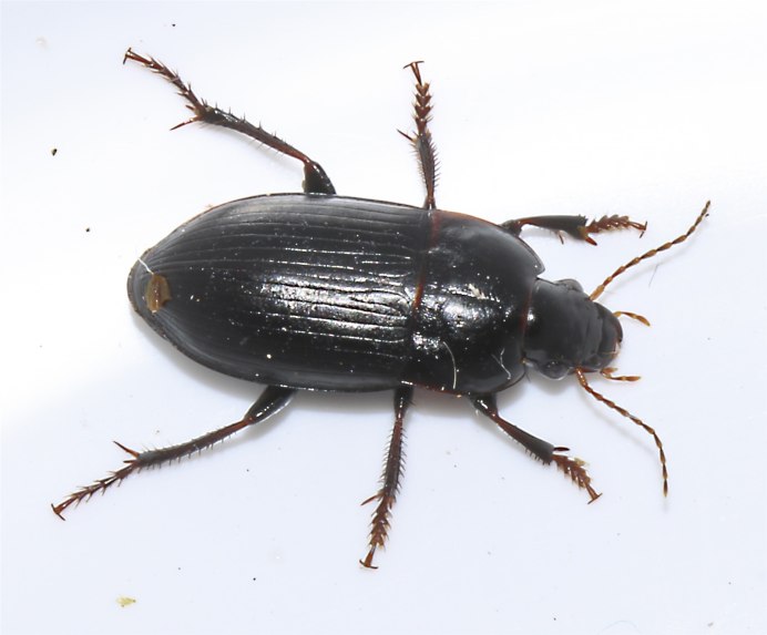 Harpalus affinis Жук