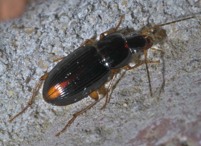 Poecilus cupreus