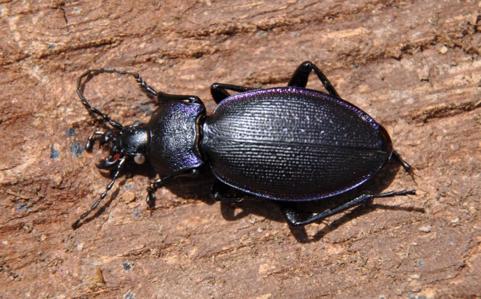 Бегун обыкновенный Harpalus distinguendus Duft.