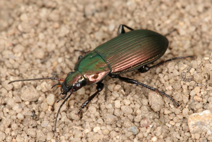 Harpalus affinis Жук