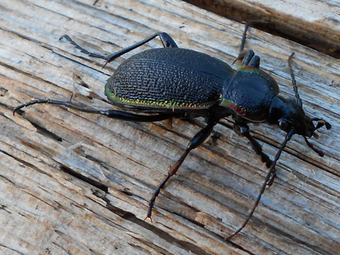 Harpalus distinguendus Duftschmid, 1812