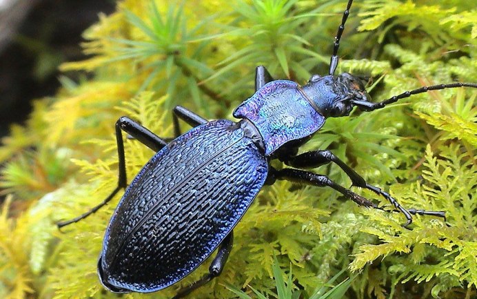 Harpalus ussuricus
