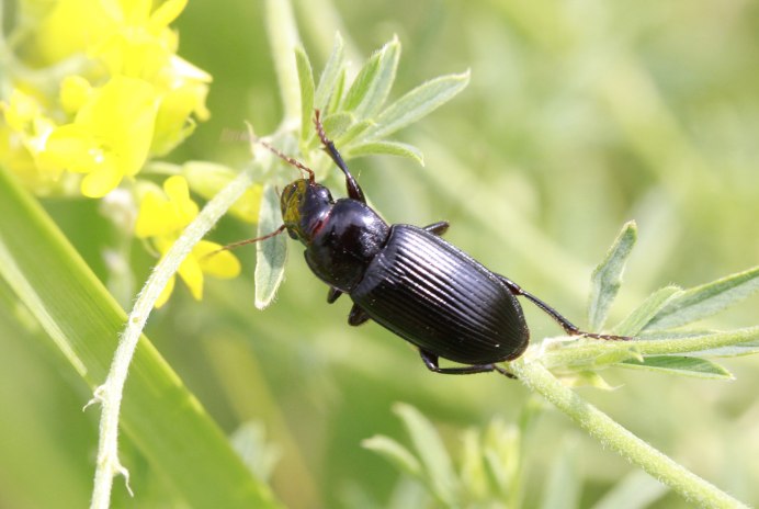 Agonum rugicolle Chaudoir