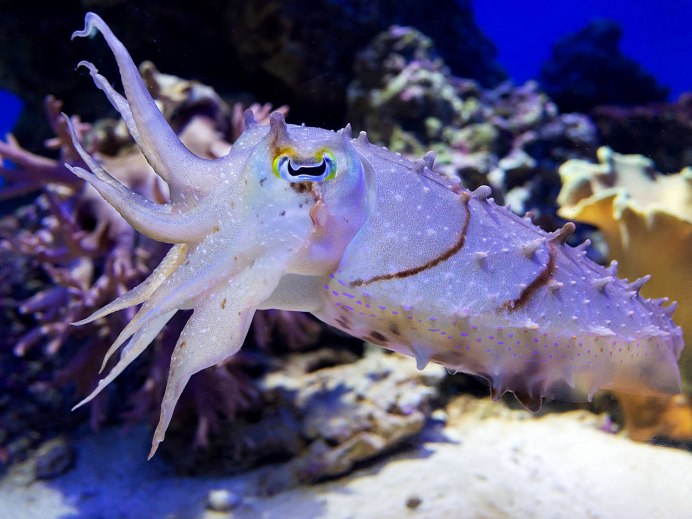 Морская фауна каракатицы