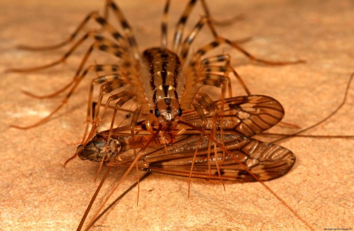 Saduria entomon