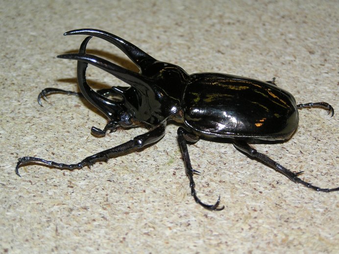 Chalcosoma Atlas