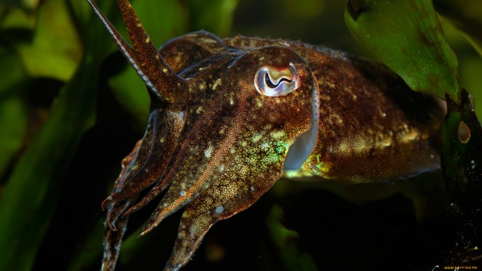 Обыкновенная мухоловка (Scutigera coleoptrata)
