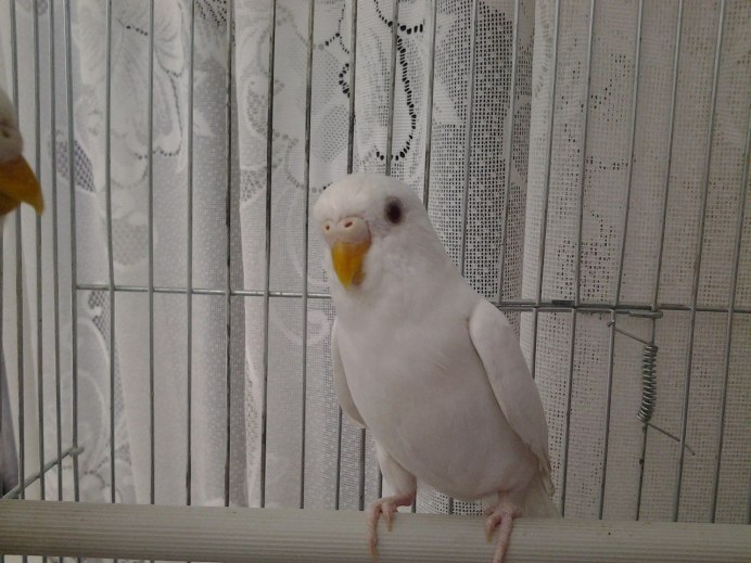 Волнистый попугайчик белый