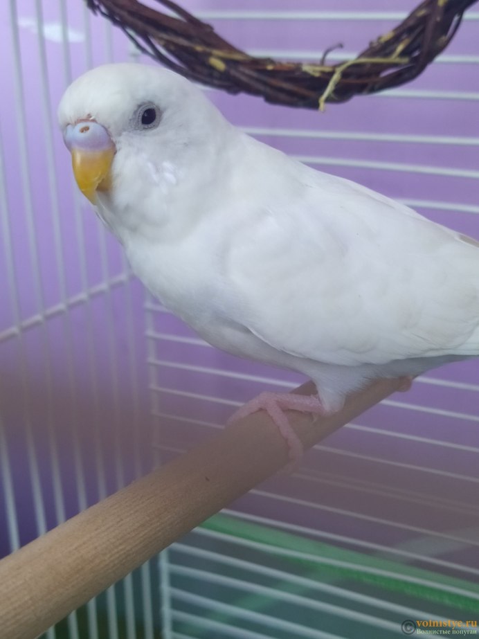 Волнистый попугай альбинос мальчик