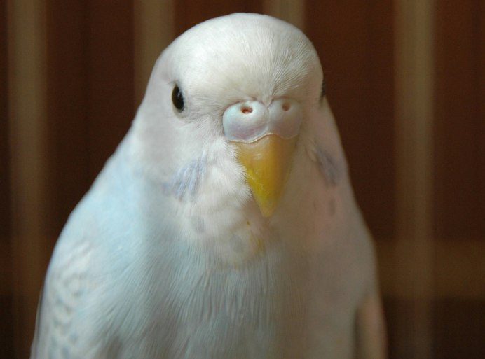 Волнистый попугай альбинос