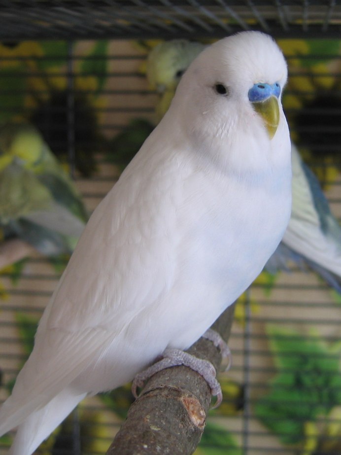 Волнистый попугай альбинос