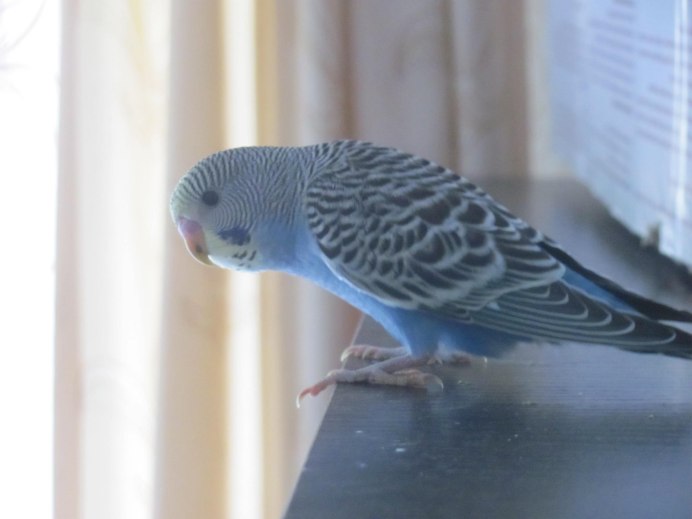 Попугай волнистый белый альбинос