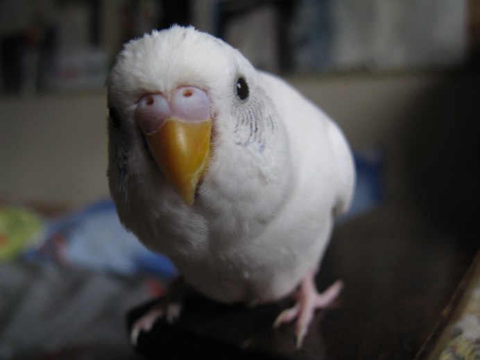 Попугай певчий голубой