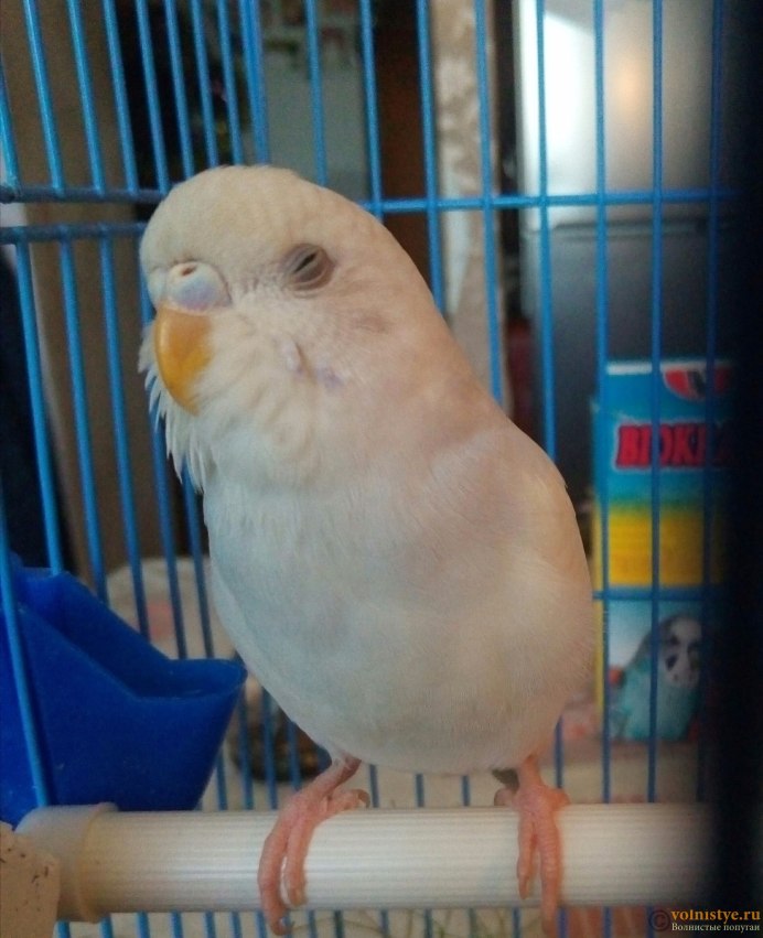 Волнистый попугай альбинос
