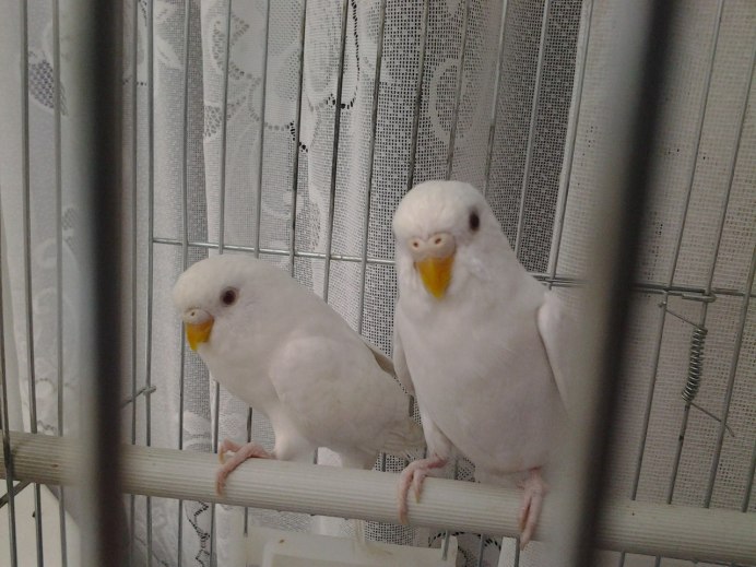 Волнистые попугайчики альбиносы