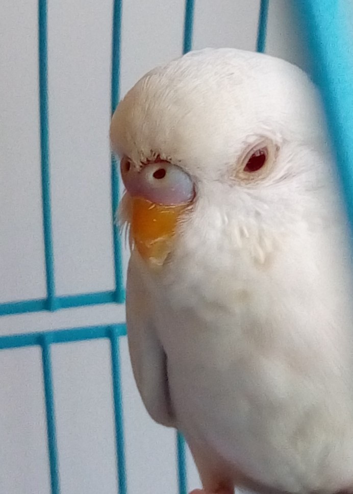 Белый волнистый попугай мальчик