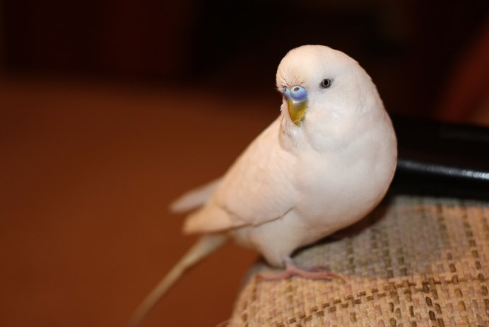 Голубеньки птенец волнистого попугай