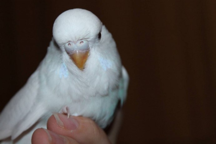 Волнистый попугай альбинос