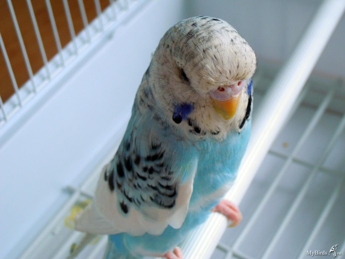 Волнистый попугай Арлекин