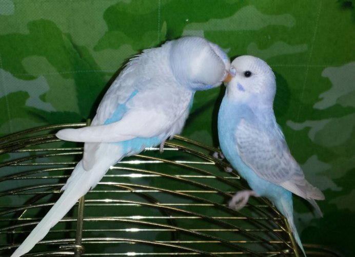 Попугай волнистый голубой