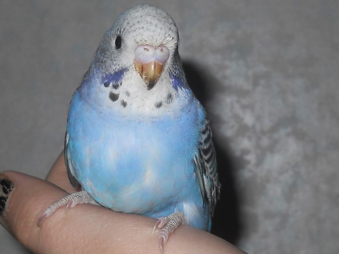 Волнистый попугайчик белый