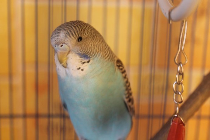 Волнистый попугай альбинос