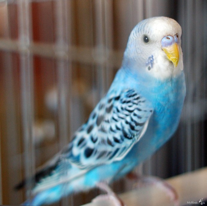 Волнистый попугай альбинос