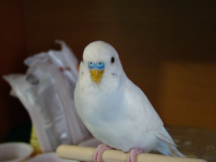 Волнистый попугай белый