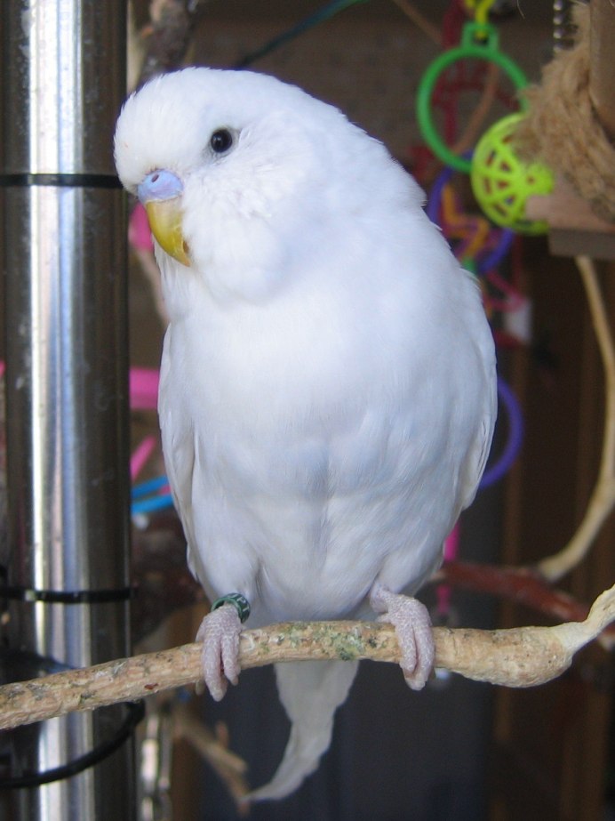 Голубые волнистые попугаи белая восковица