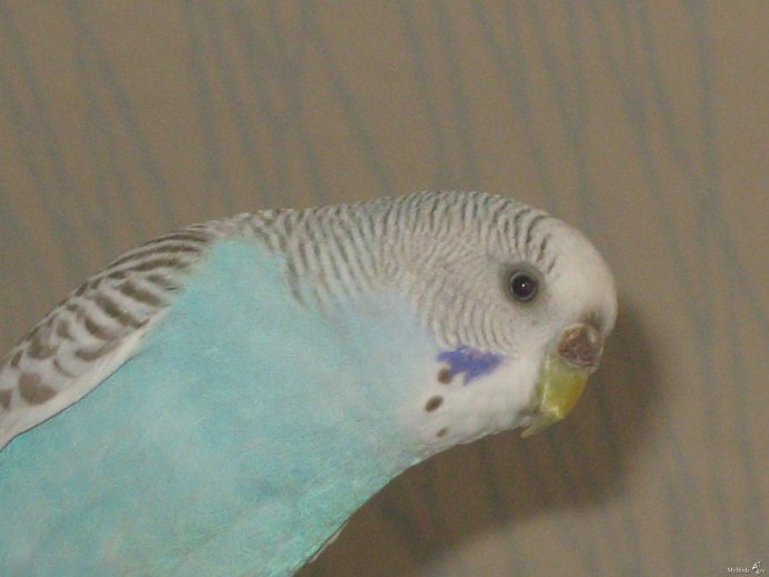 Волнистый попугай белый