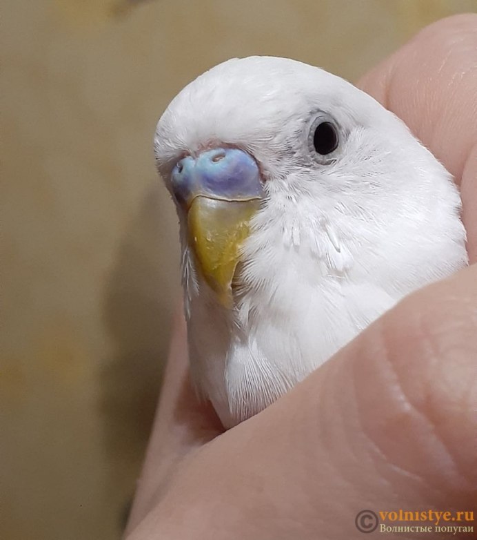 Выставочный волнистый попугай мальчик