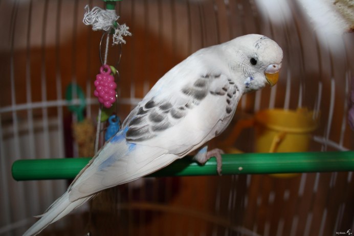 Серый волнистик