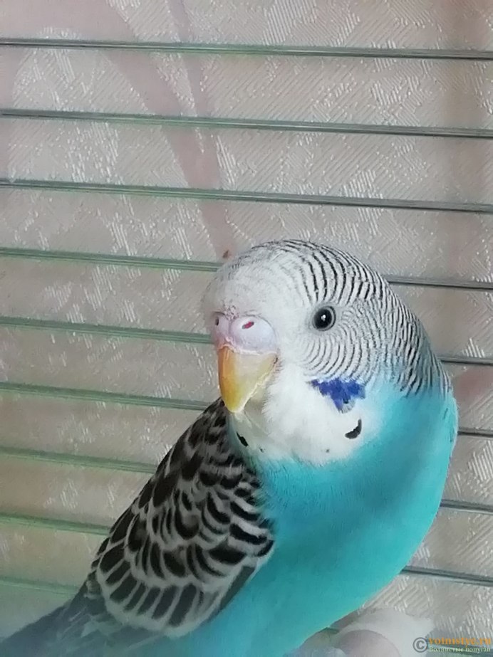 Попугай волнистый голубой