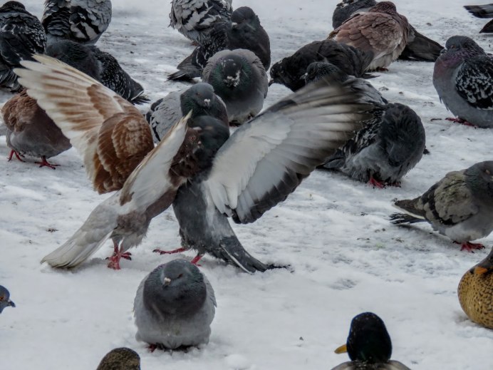 Голуби зимой в городе