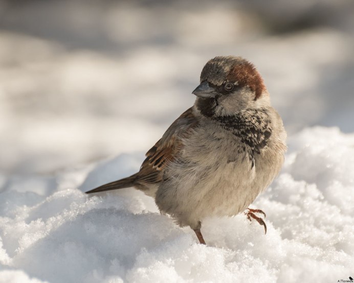 Горобец Воробей