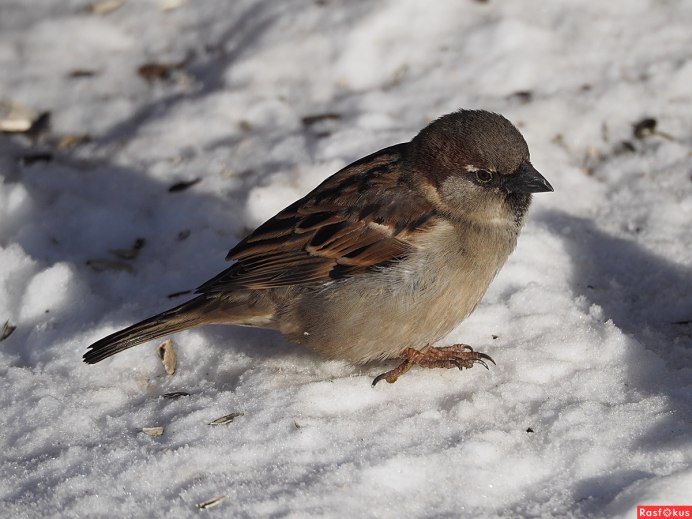 Зимующая птица Воробей домовый