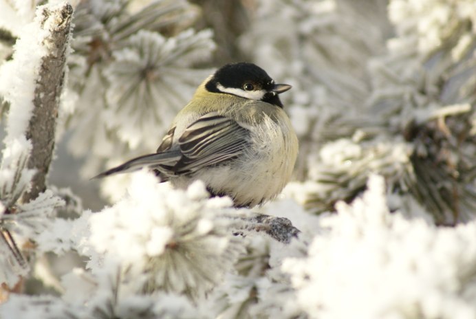Птицы зимой в городе