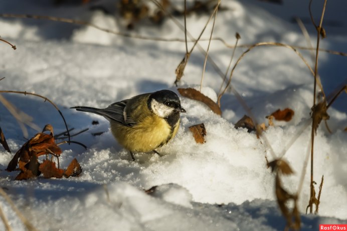 Зимнее восхождение про синичку
