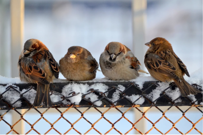 Грустный Воробушек