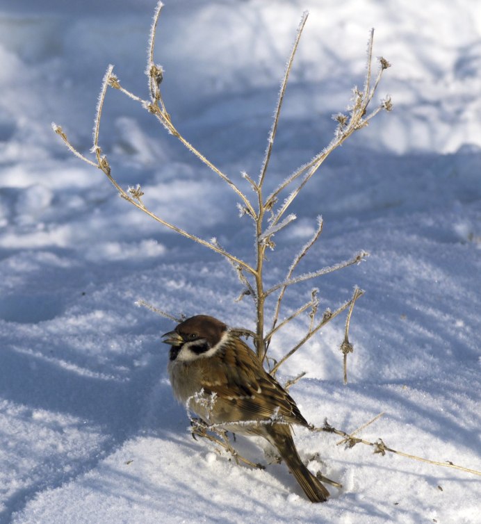 Зимующий Воробей