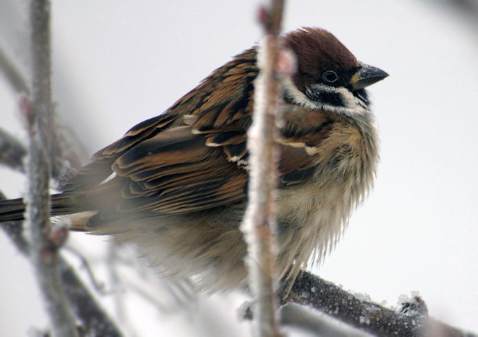 Взъерошенный Воробей