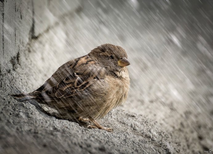 Неугомонный Воробей